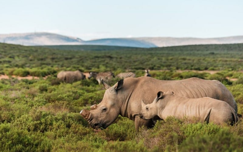 3 Day Fully Inclusive Wellness Journey Opening Special at Kuganha Luxury Tented Camp
